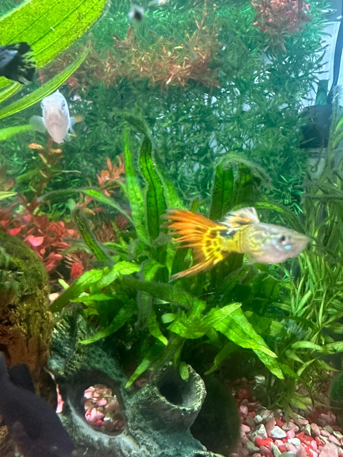 gup, guppy, guppen, guppy’s, vis, vissen, tropisch ., Dieren en Toebehoren, Vissen | Aquariumvissen, Vis