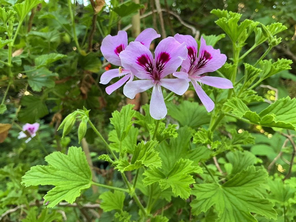 Pepermunt-citroen-denne-geraniums., Ophalen, Volle zon, Vaste plant, Kruiden