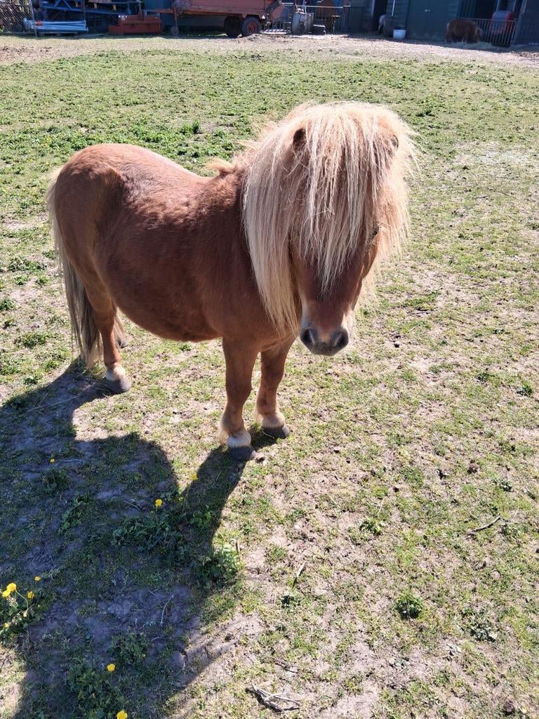 2 schetlanders hengstjes, Hengst, A pony (tot 1.17m), 3 tot 6 jaar