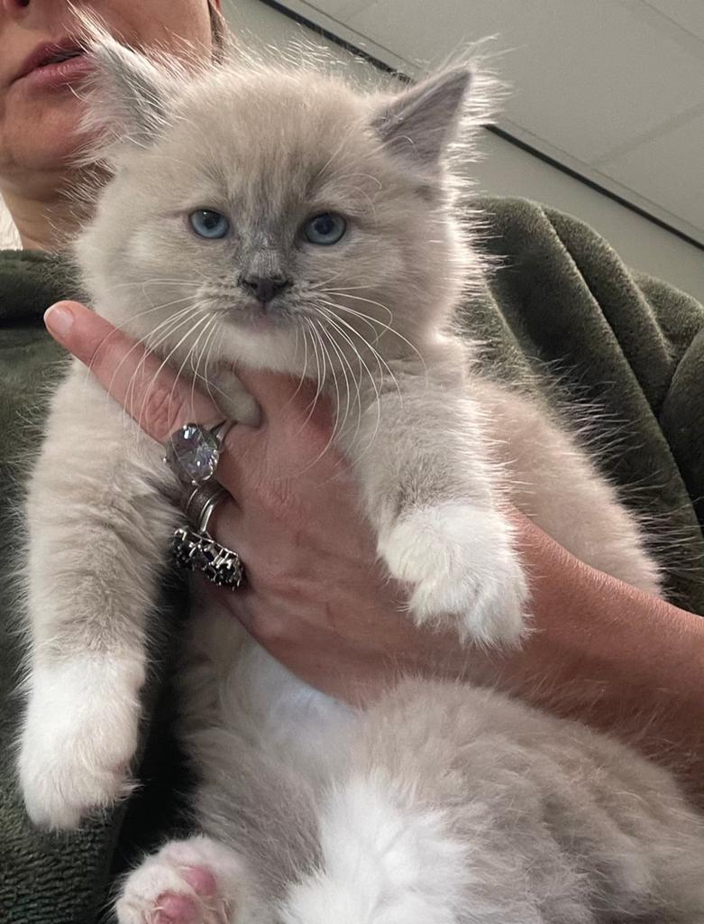 Prachtiche ragdoll kittens, Dieren en Toebehoren, Katten en Kittens | Raskatten | Langhaar, Kater, Gechipt