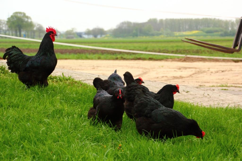 Jersey Giant broedeieren, Dieren en Toebehoren, Pluimvee, Geslacht onbekend, Kip
