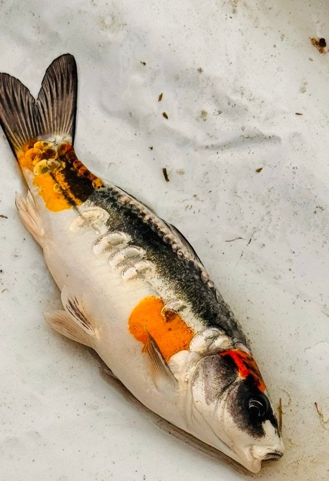 Mooie gezonde koi, Karper of Koi