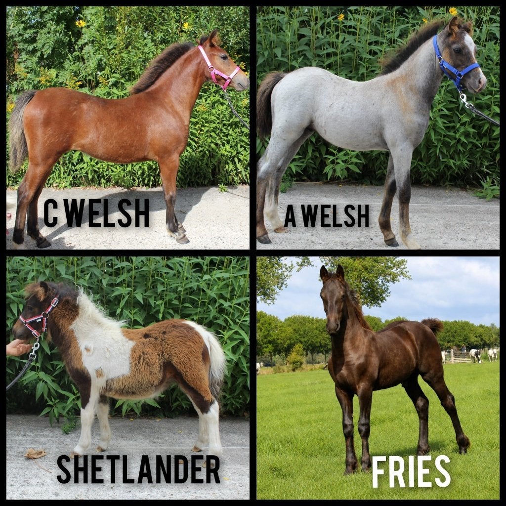 Diverse veulens te koop, Niet van toepassing, 0 tot 2 jaar, A pony (tot 1.17m), Gechipt