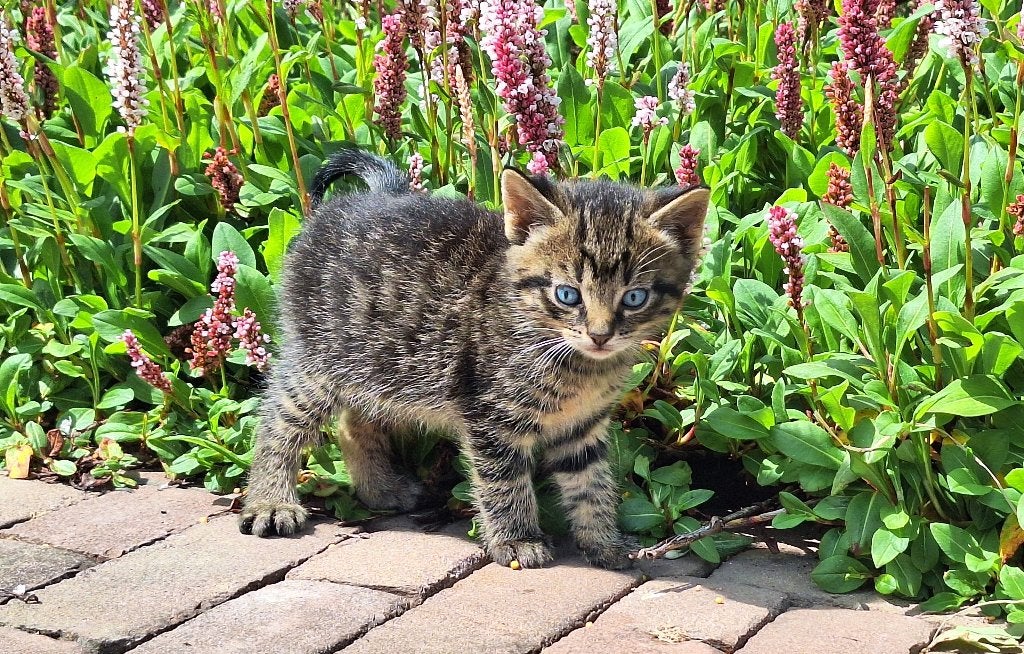 Super mooie lieve tamme zindelijke kittens (met pracht ogen), Dieren en Toebehoren, Meerdere dieren, 0 tot 2 jaar