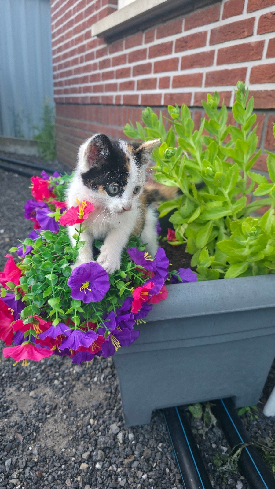 Te koop lieve boerderij kittens., Meerdere dieren, 0 tot 2 jaar