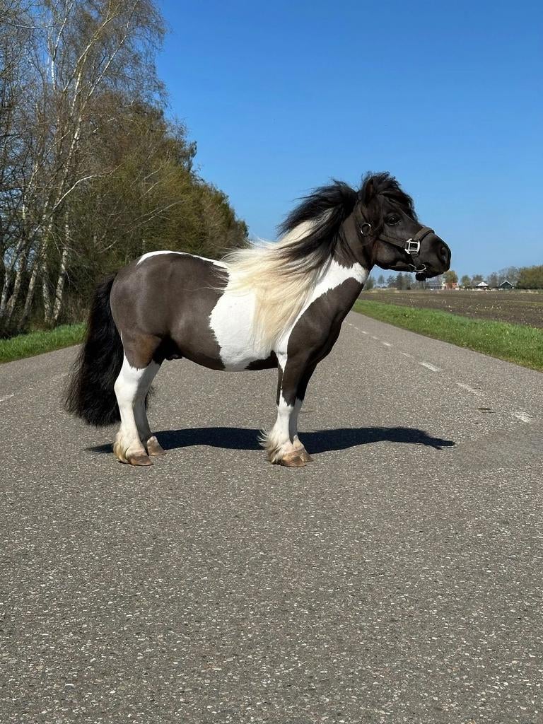 STAAT TER DEKKING ZWART BONTE NIKO, Hengst