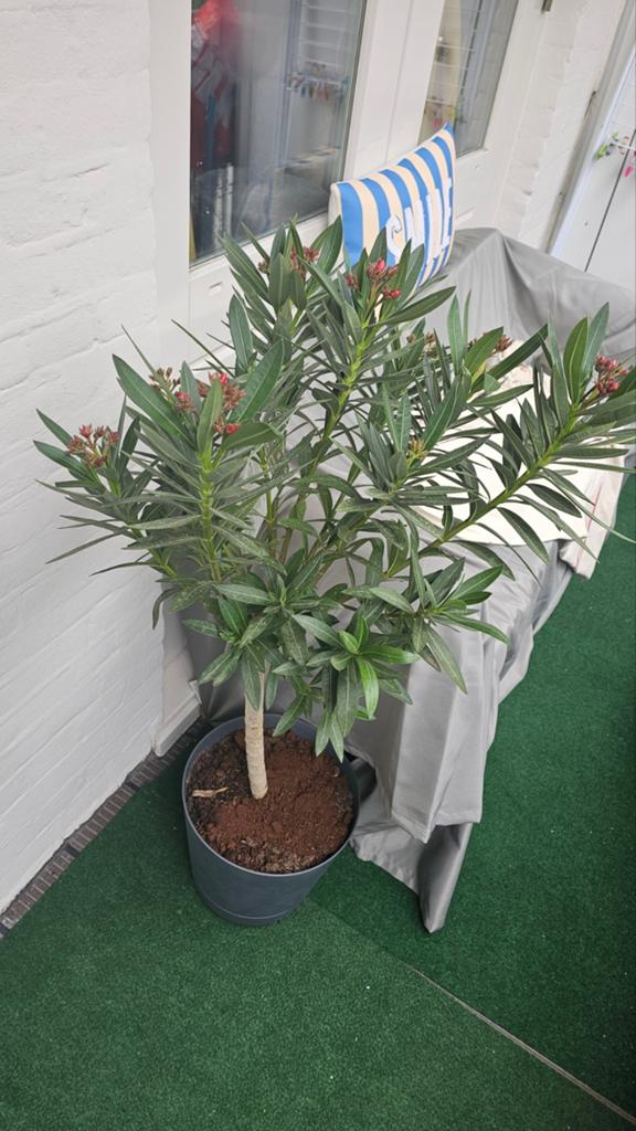 Mooie Nerium Oleander - Mediterrane Sierplant, Overige soorten, Volle zon, Vaste plant, Ophalen of Verzenden