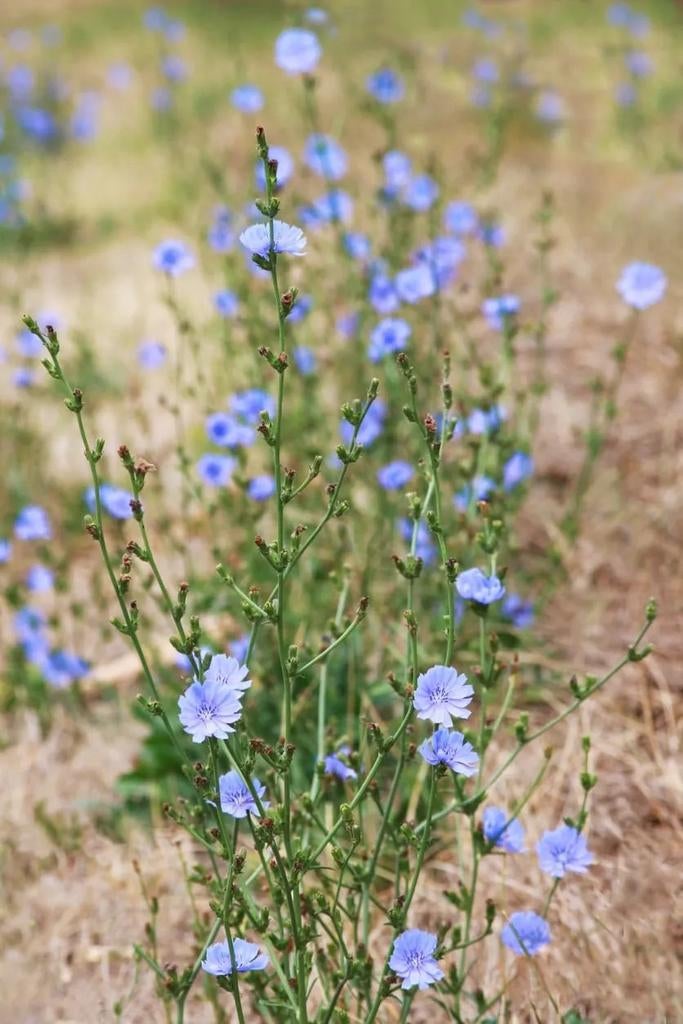 Cichorei plant in P9 pot., Ophalen, Zomer, Vaste plant, Volle zon