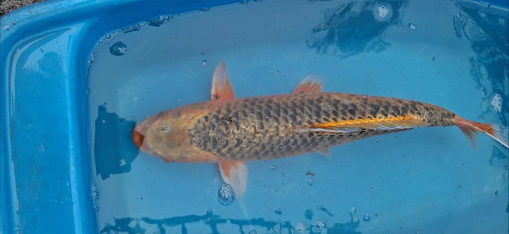 Koi's, Dieren en Toebehoren, Vissen | Vijvervissen, Karper of Koi