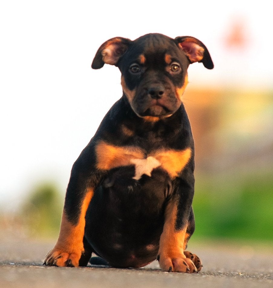 American Bully XL pups, Overige rassen, 8 tot 15 weken, Parvo, Meerdere