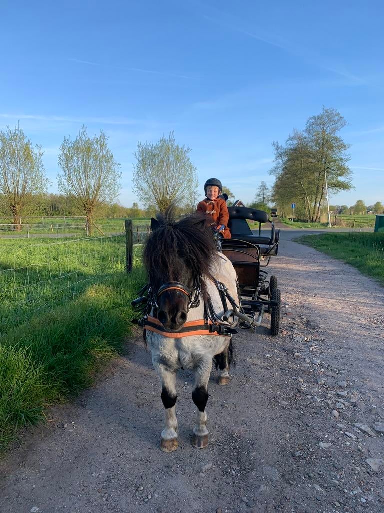 Marathonwagen Shetlander/kleine pony enkelspan en dubbelspan, Pony