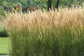Miscanthus sinensis ( prachtriet), Tuin en Terras, Ophalen, Volle zon, Vaste plant, Siergrassen