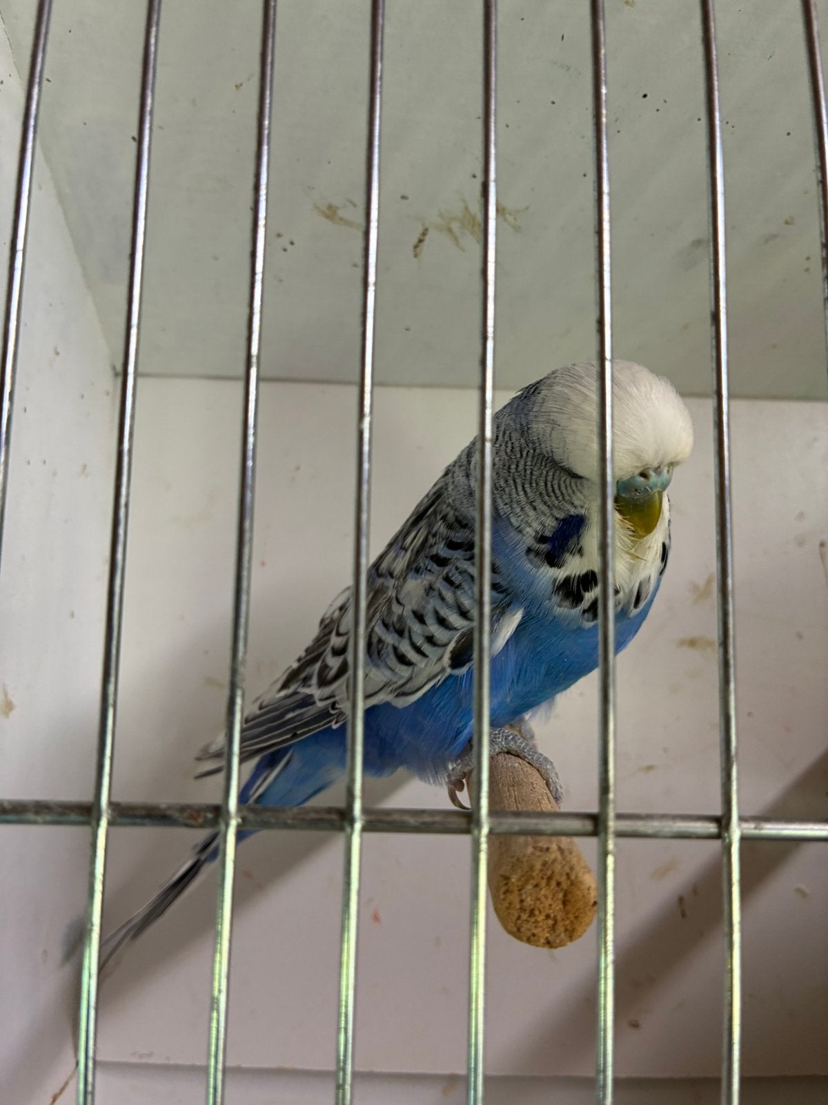 Engelse grasparkieten, Dieren en Toebehoren, Vogels | Parkieten en Papegaaien, Meerdere dieren, Parkiet, Geringd