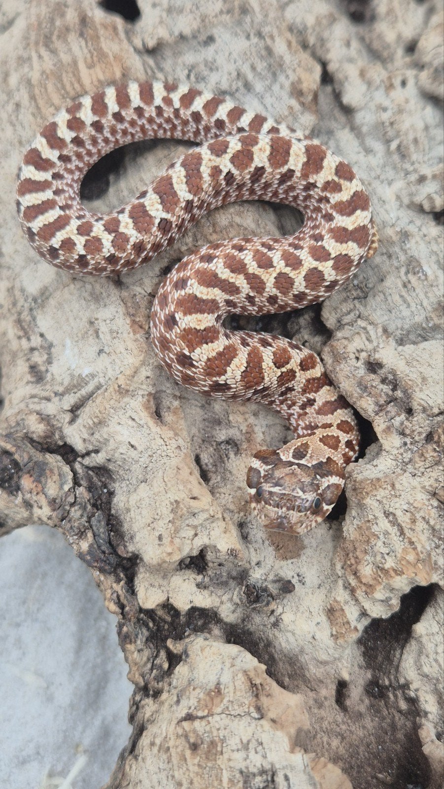 Haakneus slang Ex red het albino Hognose Snake photo 2