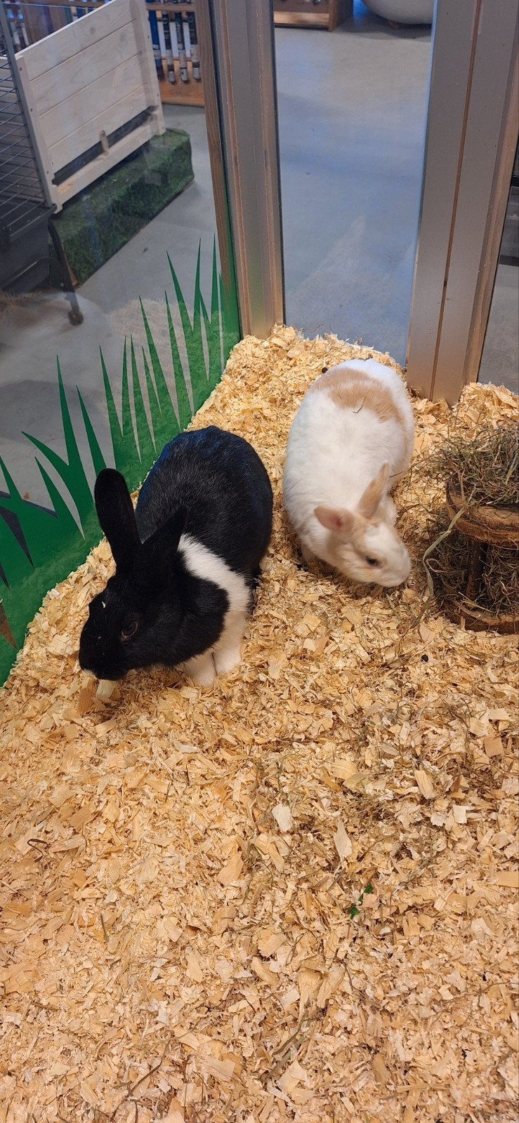 lief nieuwsgierig koppel konijnen, Dieren en Toebehoren, Meerdere dieren, Middelgroot, 0 tot 2 jaar