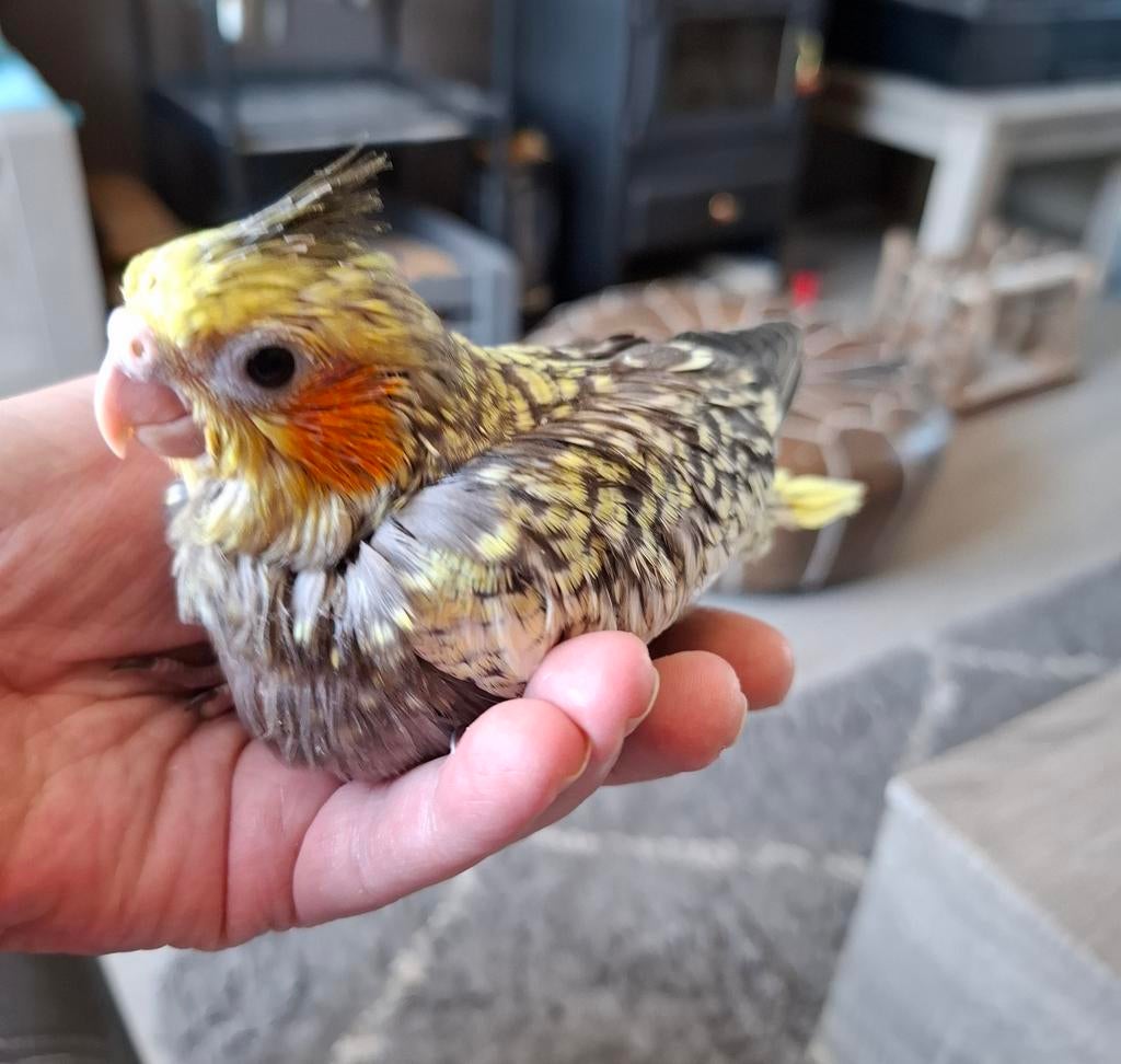 Baby valkparkiet handtam opaline te reserveren, Dieren en Toebehoren, Geslacht onbekend, Parkiet