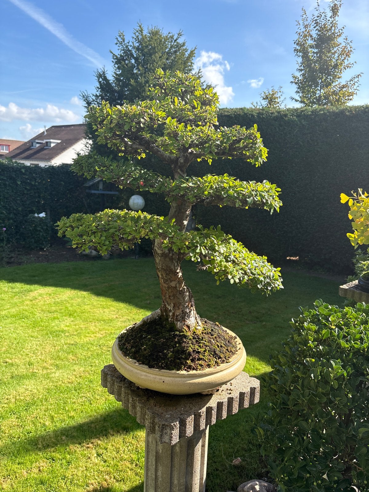 Prachtige Bonsai boom - ca. 70 cm hoog, Tuin en Terras, Vaste plant, Bloeit niet, Halfschaduw, Ophalen