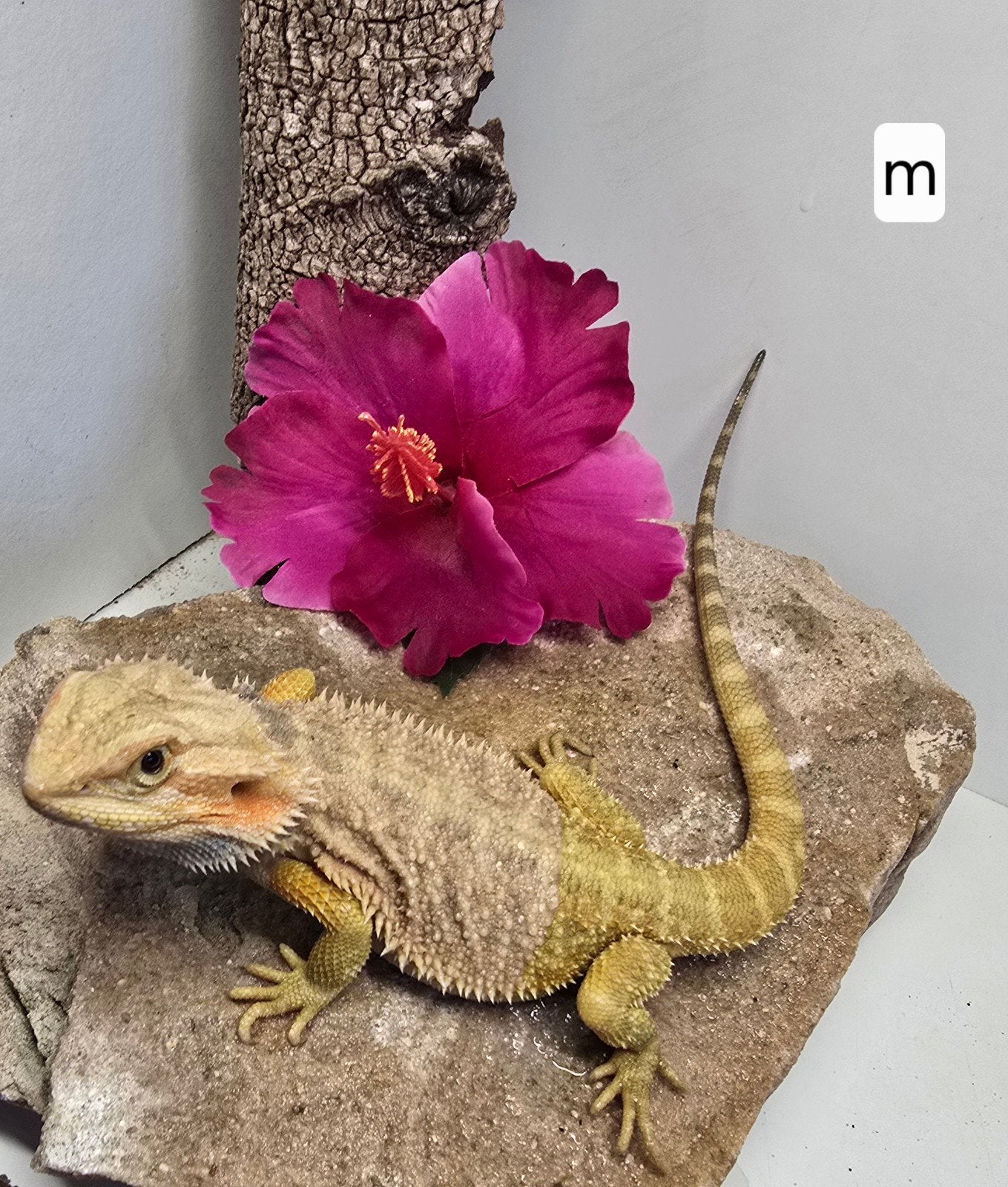 Citrus translucent baardagaam Bearded Dragon - unknown for sale from San