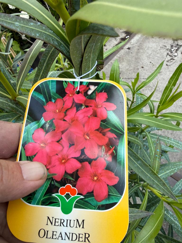 Deze eigenimport orleanders uit italie zijn van top kwalitet, Tuin en Terras, Volle zon, Vaste plant, Zomer, Ophalen