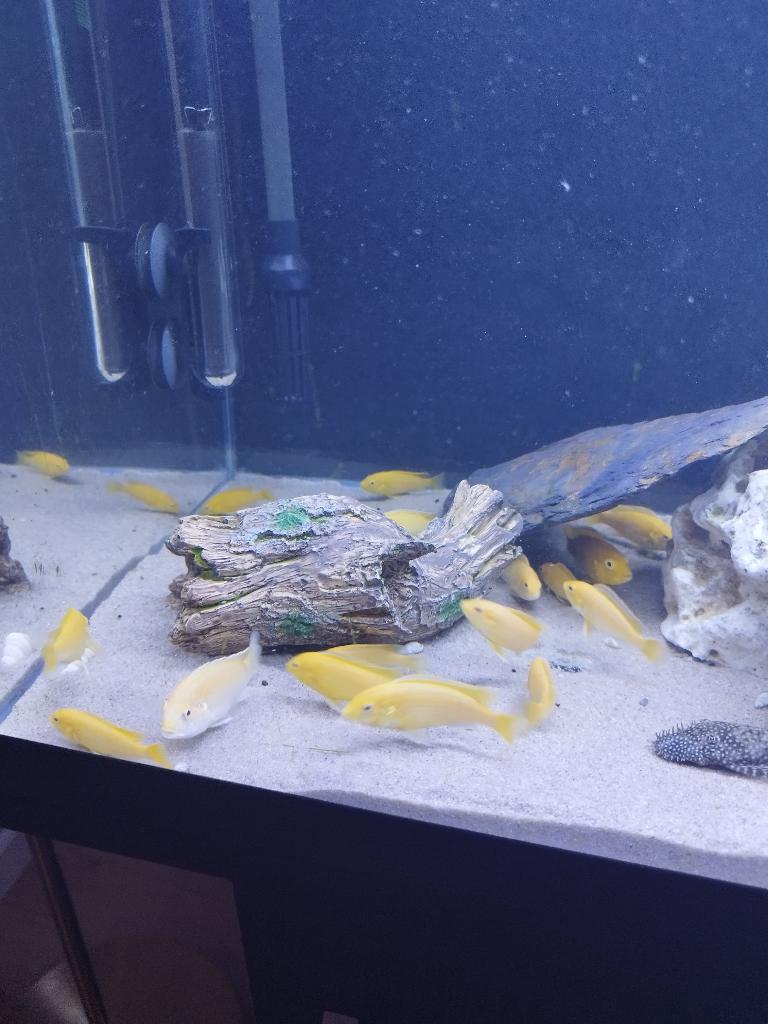 Gele Prinses Malawi Cichliden (Labidochromis Caeruleus), Dieren en Toebehoren, Vissen | Aquariumvissen, Vis