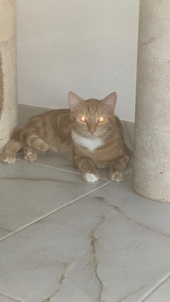 Kitten, Kater, Langharig, 0 tot 2 jaar