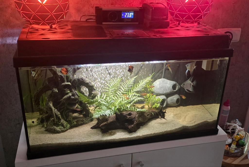 Aquarium 80 cm – inclusief vissen, garnalen, Ophalen, Gevuld zoetwateraquarium