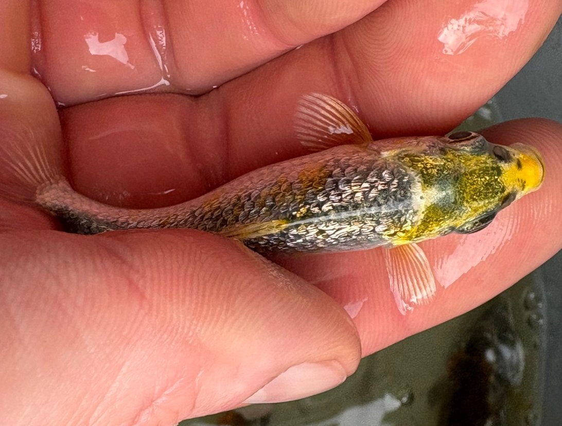 Baby kois uitzoeken, Karper of Koi