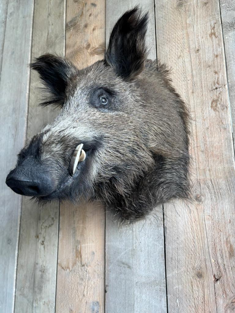 Mooi opgezet wild zwijn, Ophalen of Verzenden, Nieuw, Wild dier, Opgezet dier