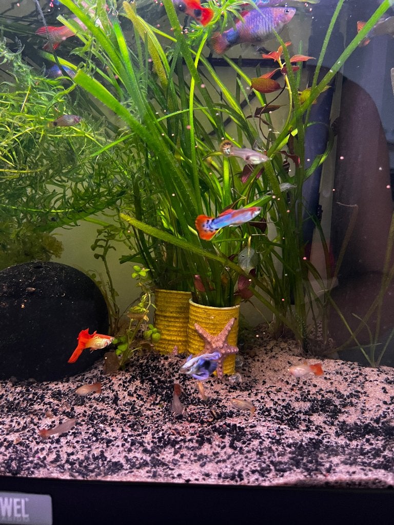 TE KOOP: Helena slakken, guppy’s en Mickey platty’s, Dieren en Toebehoren, Vissen | Aquariumvissen, Slak of Weekdier, Zoetwatervis