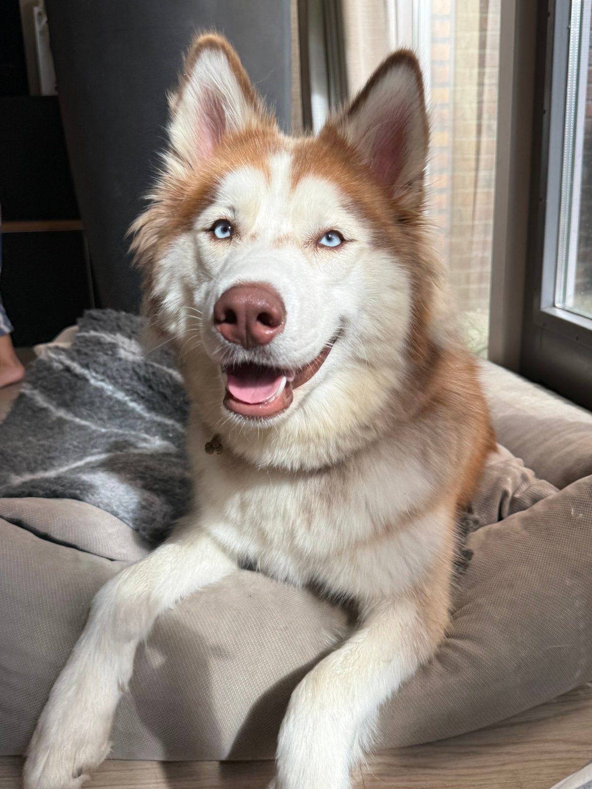Siberische husky zoekt haar forever home, Dieren en Toebehoren, 15 weken tot 1 jaar, Teef, Poolhond, Parvo