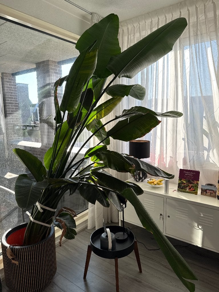 Strelitzia Nicolai 2.5-3.00m, Huis en Inrichting, Kamerplanten, Ophalen, 200 cm of meer, Overige soorten, Volle zon