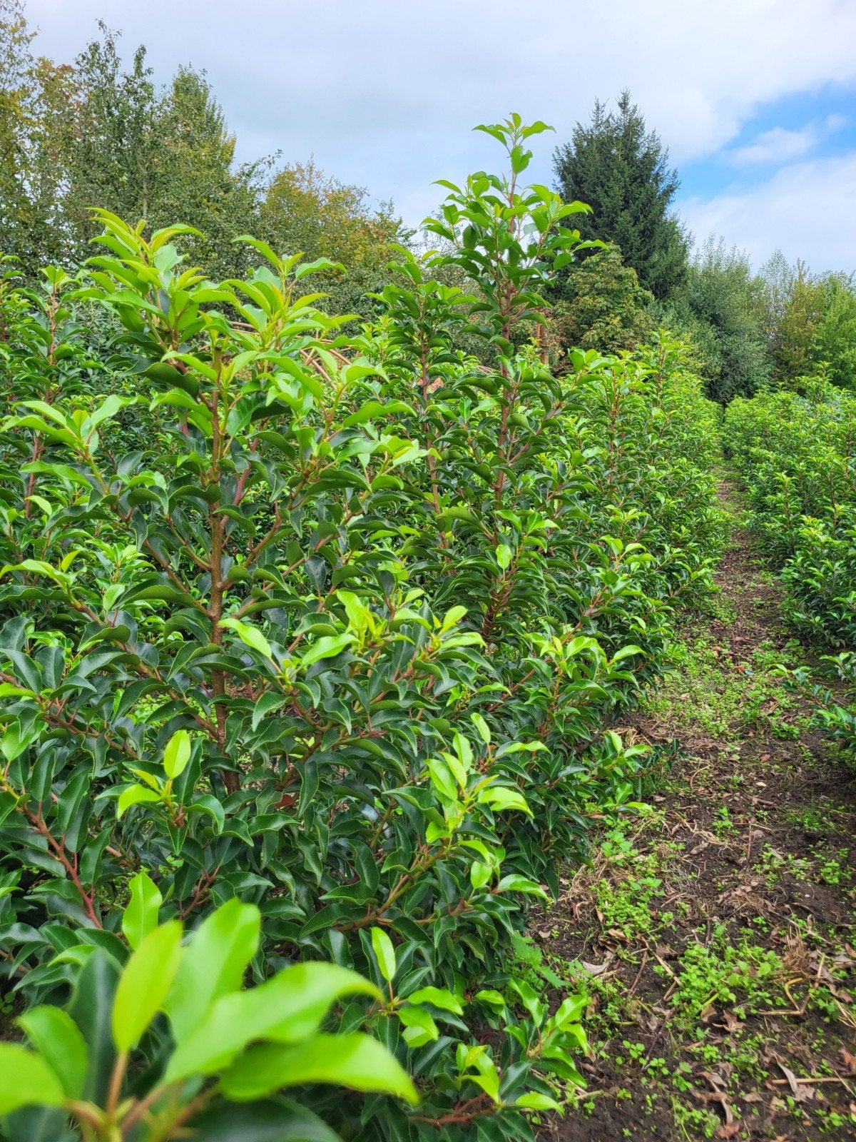 Portugese Laurier  ( Brenelia), Ophalen, Laurier, 100 tot 250 cm