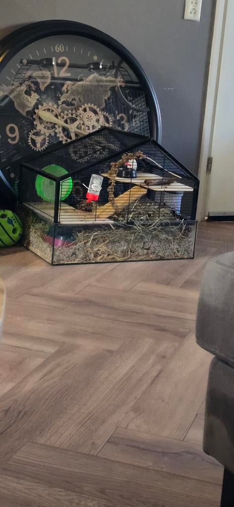 Hamsterkooi, Ophalen of Verzenden