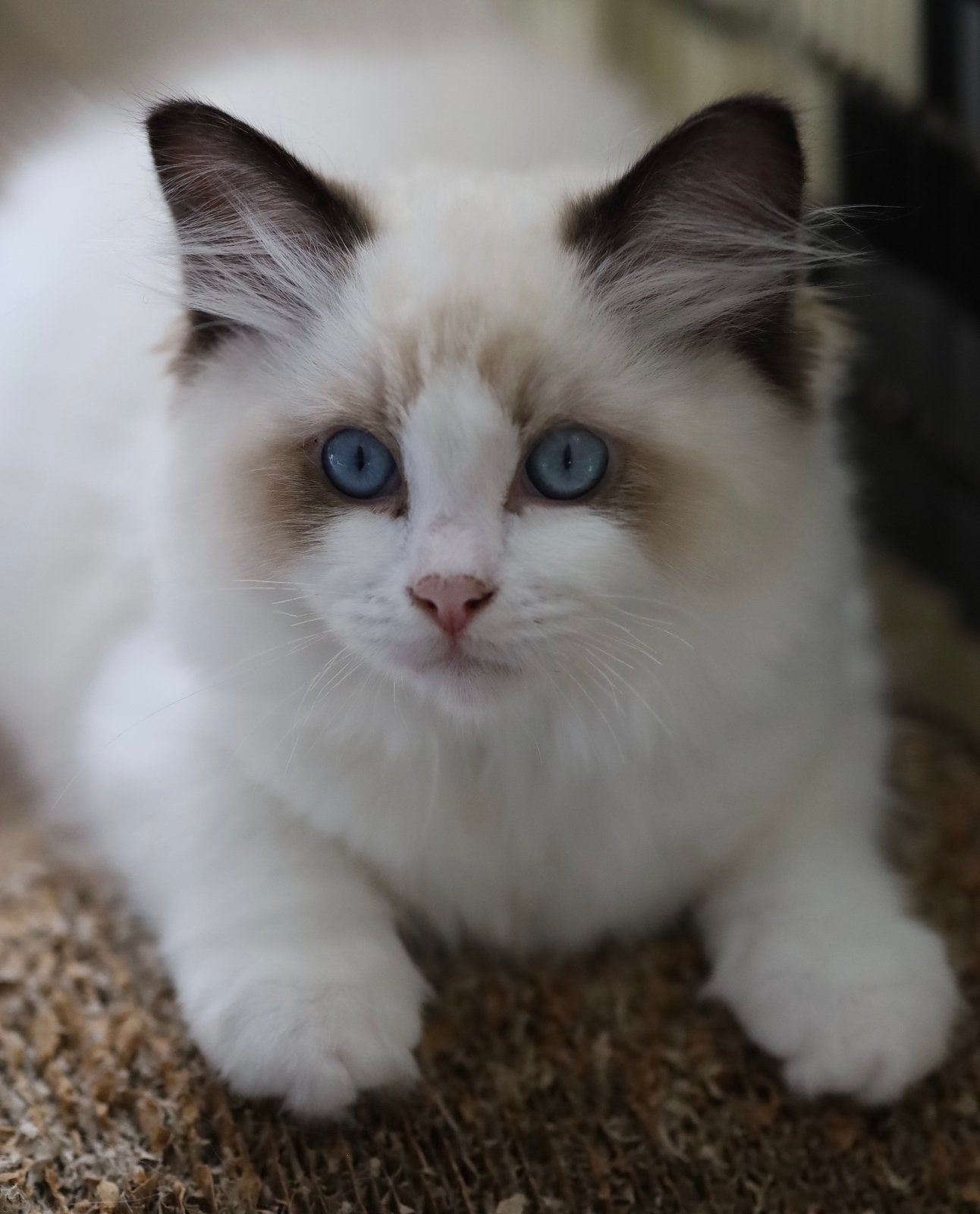 Ragdoll kitten met stamboom, Meerdere dieren, Met stamboom