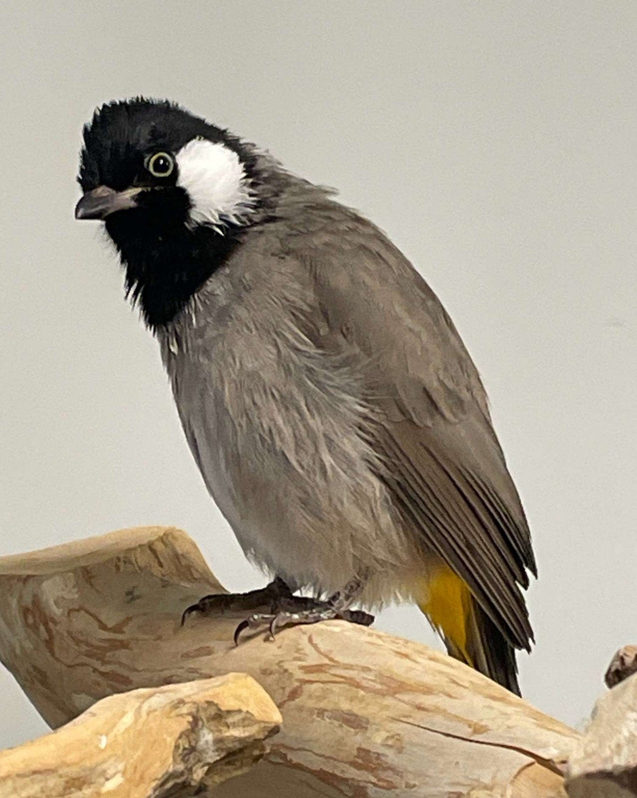 Koppel witoorbuulbuul XL maat, Dieren en Toebehoren, Meerdere dieren, Wildzangvogel