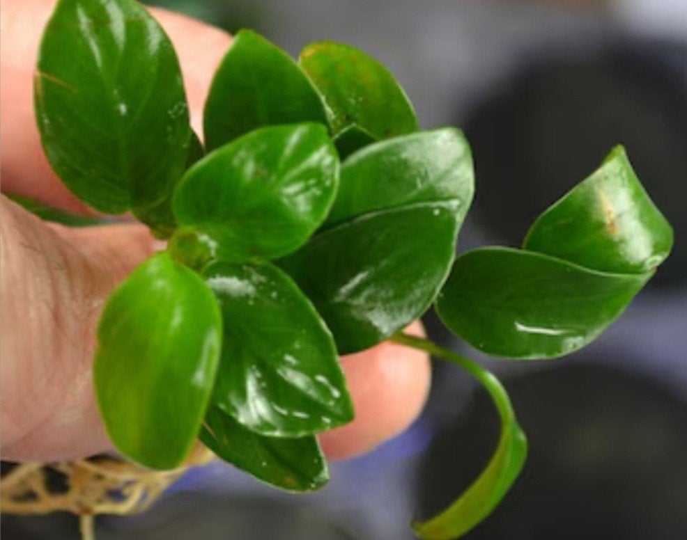 anubias en java fern, Ophalen, Plant(en), Steen of Hout