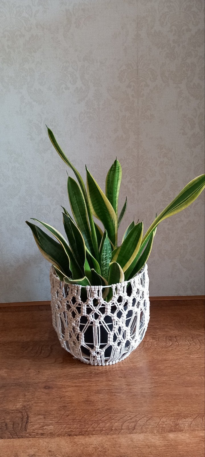 Sansevieria in Touwgevlochten Mand, Huis en Inrichting, Groene kamerplant, Ophalen, In pot, Halfschaduw