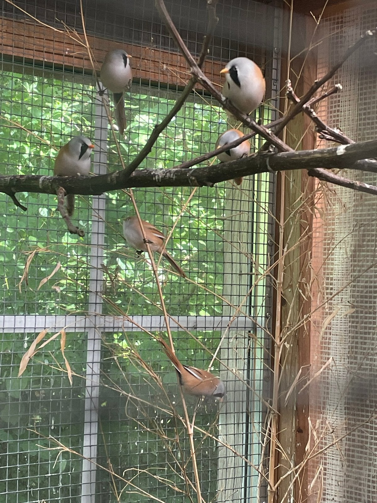 Baardmannetjes, Meerdere dieren, Wildzangvogel, Geringd