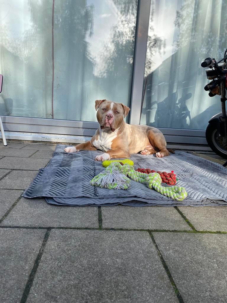 ACE onze Bully XL, 1 tot 2 jaar, Parvo, Eén hond, Nederland