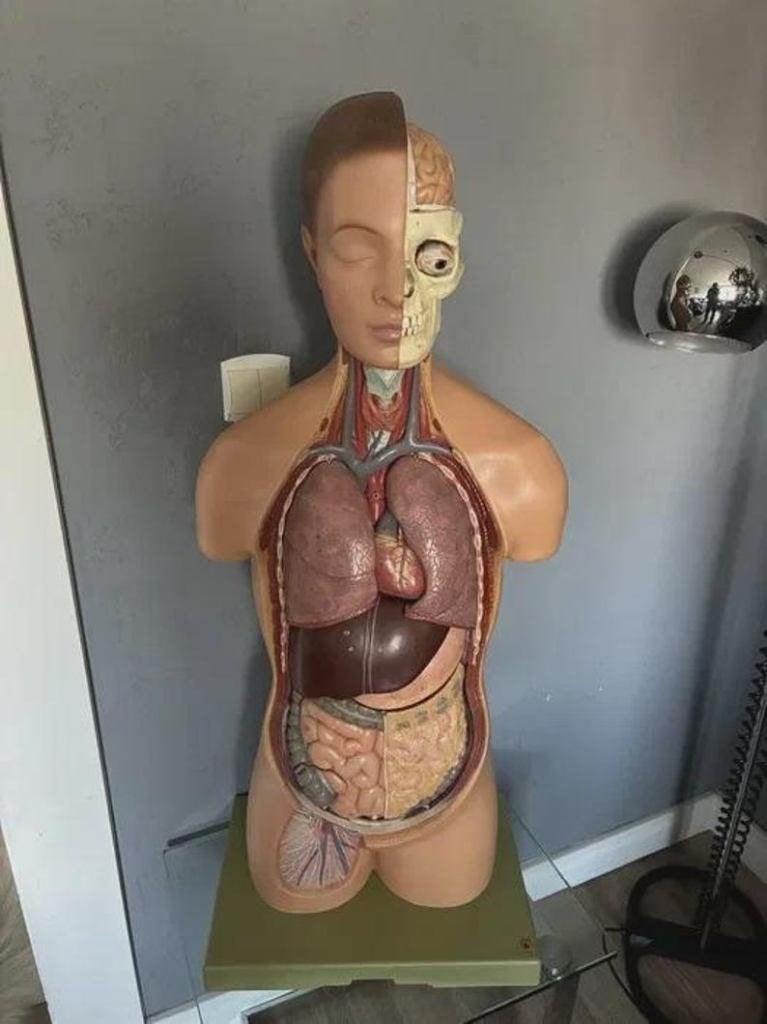 Torso vintage 1960, Diversen, Ophalen of Verzenden, Gebruikt