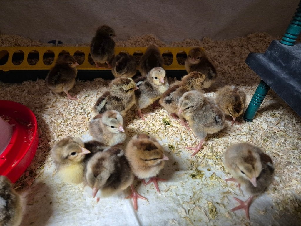 Broedeieren Ned. Leghorn Zilverpatrijs groot, Dieren en Toebehoren, Geslacht onbekend, Kip