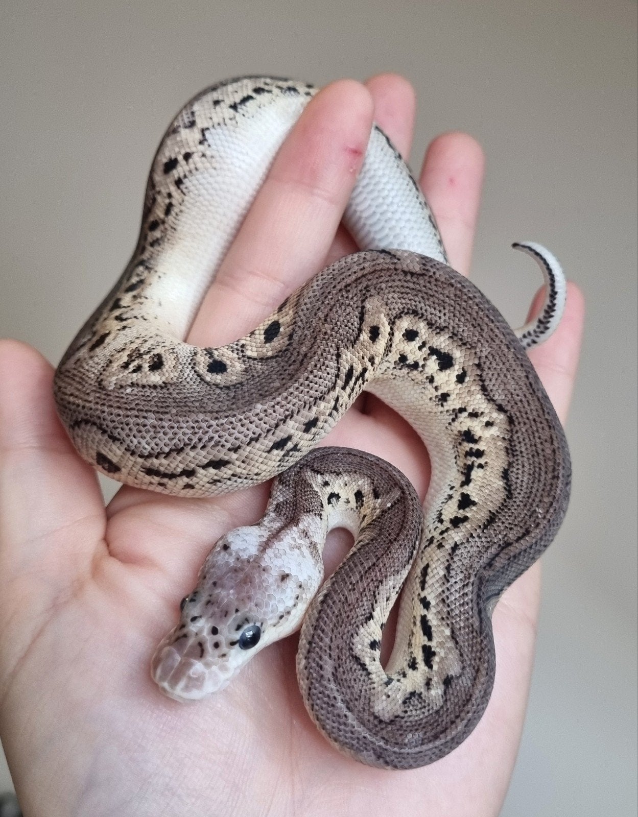 0.1 black pewter spotnose clown koningspython Ball Python photo 3
