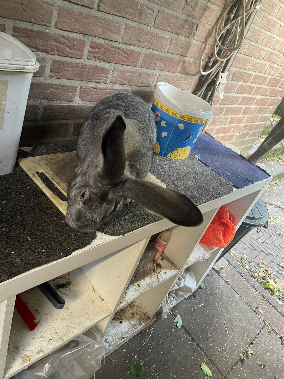 Mooie vlaamse reus Chincilla ram, Mannelijk, Groot