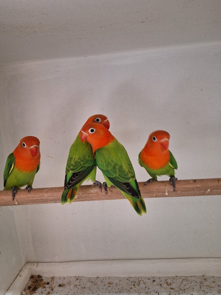 Agapornis Fischeri's, Dieren en Toebehoren, Vogels | Parkieten en Papegaaien, Geslacht onbekend, Dwergpapegaai of Agapornis, Geringd