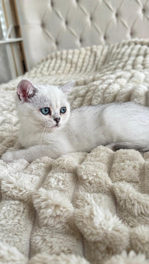 Britse korthaar kitten laatste!, Meerdere dieren, Met stamboom, 0 tot 2 jaar