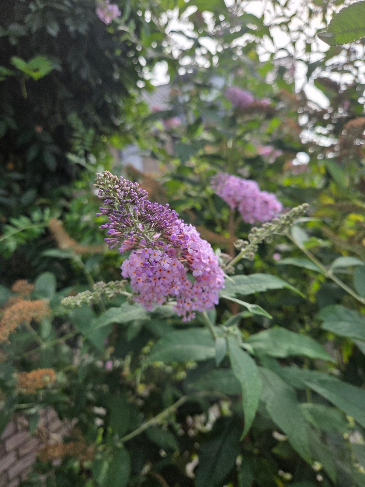 Paarse Vlinderstruik, Volle zon, Vaste plant, Zomer, Ophalen