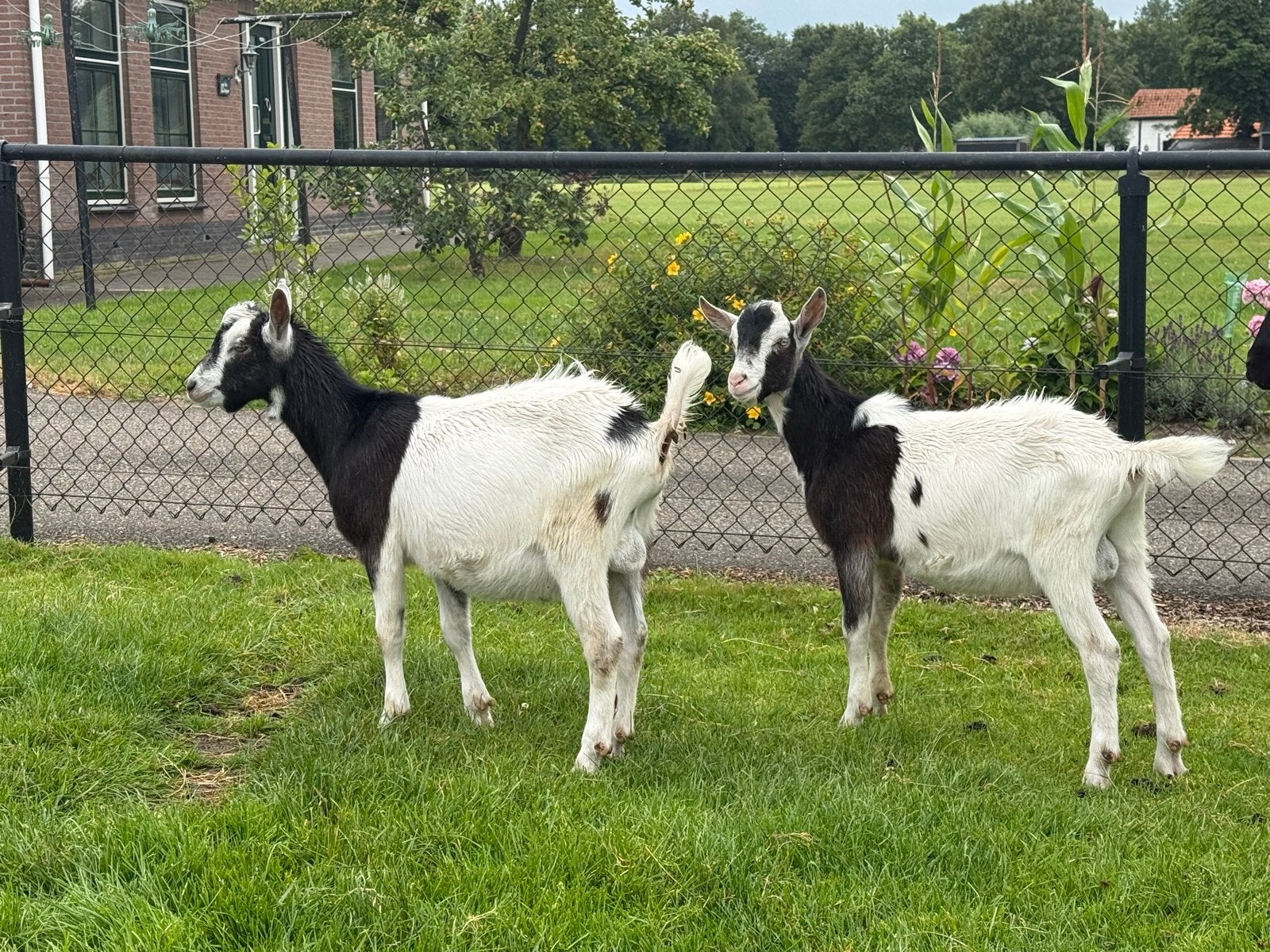 Bonte boklammeren, Mannelijk, Schaap