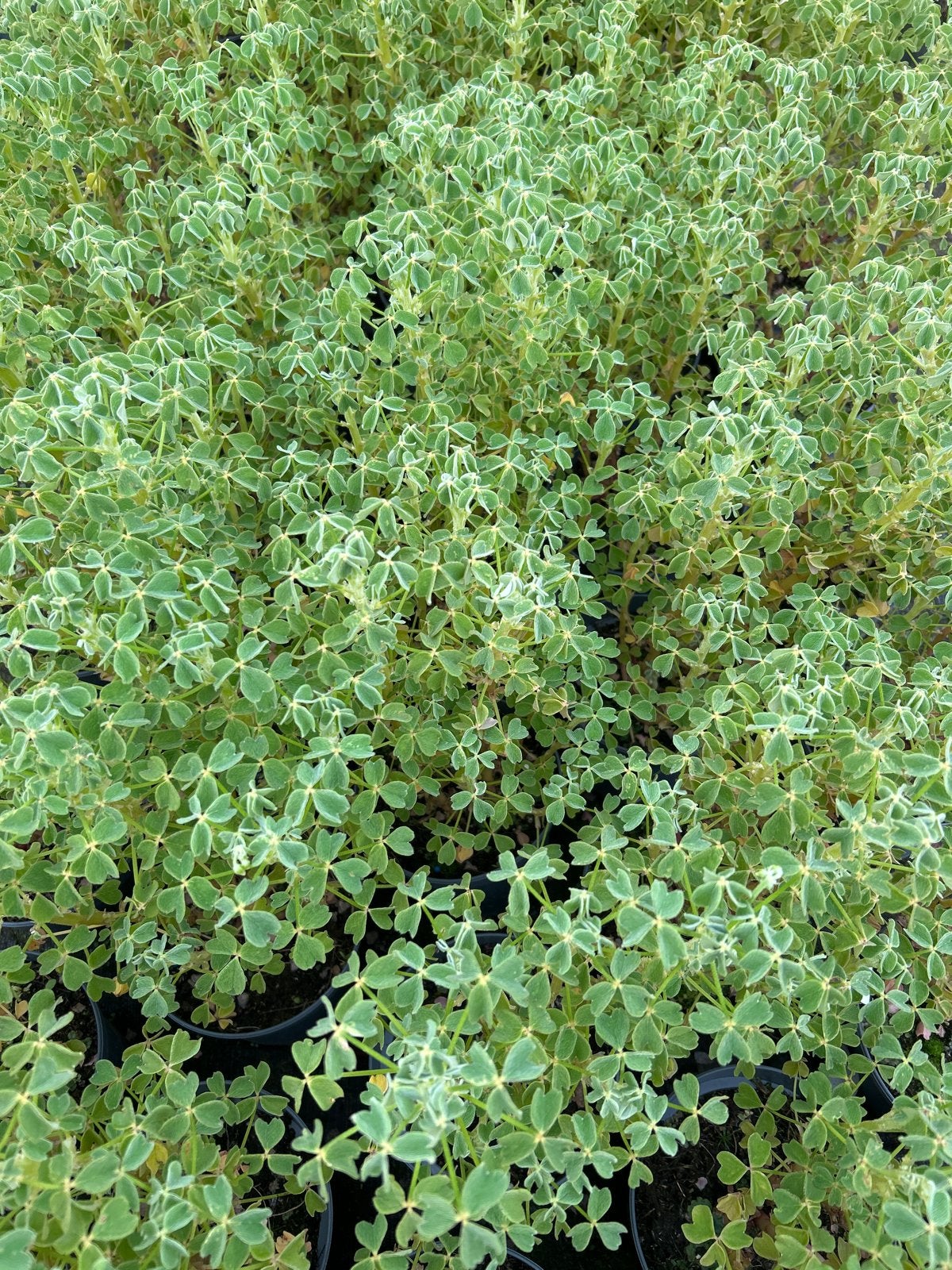 Oxalis tuberosa 'Albino' in 2 liter pot, Ophalen of Verzenden, Vaste plant, Overige soorten