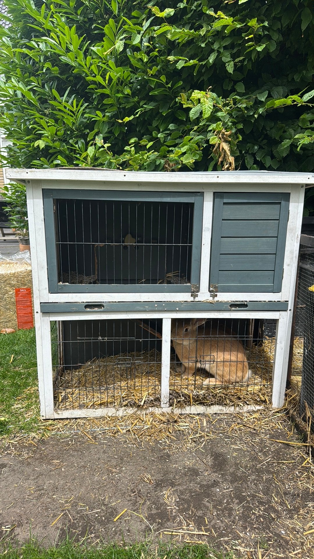 Buiten konijnenhok gratis, Dieren en Toebehoren, Knaagdieren en Konijnen | Hokken en Kooien, Ophalen, 90 cm of meer, Konijn, Hok