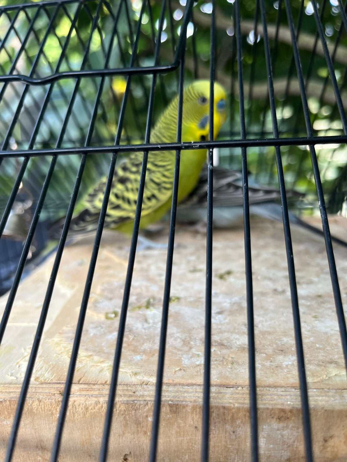 Grasparkieten koppel, Meerdere dieren